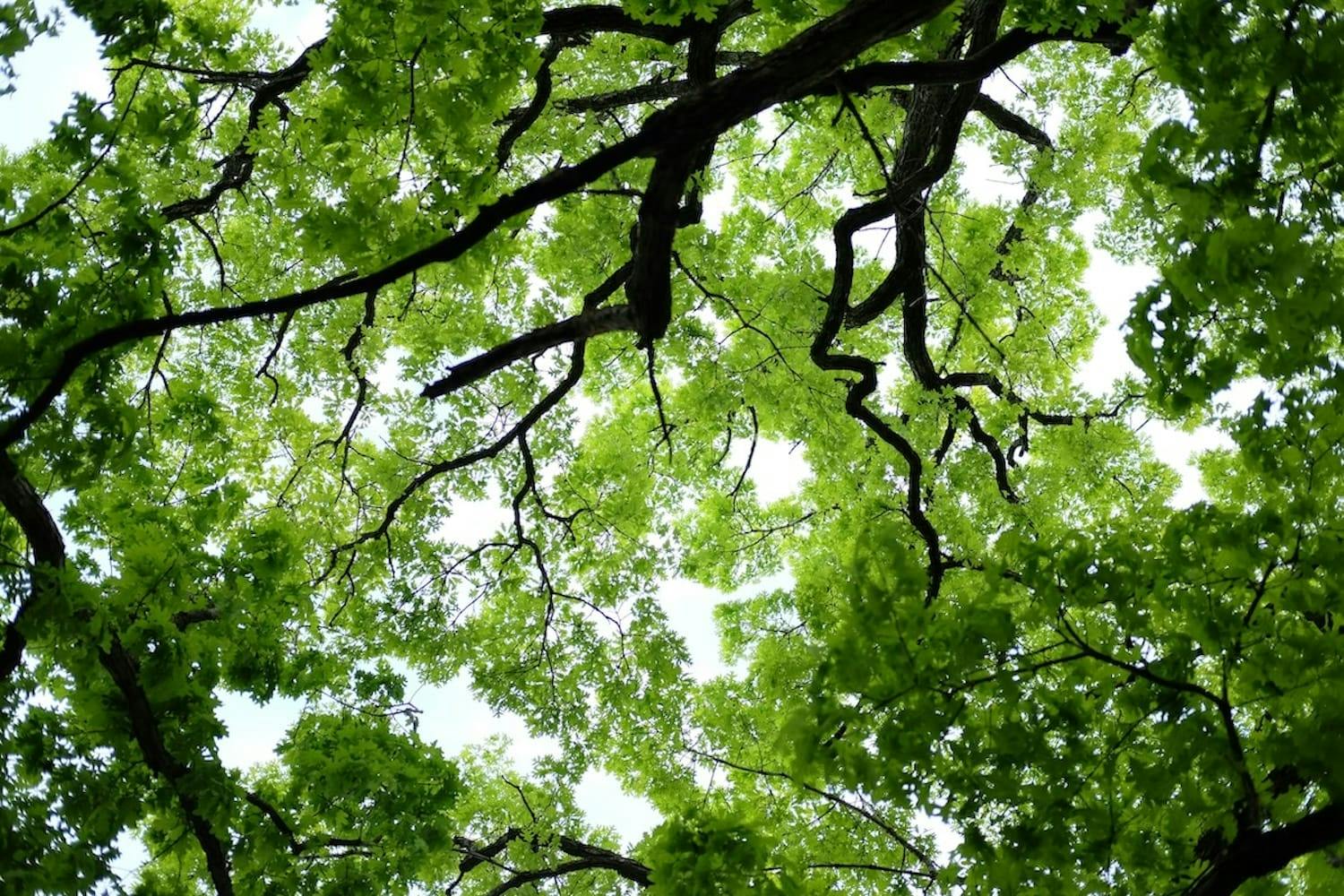 Image is looking up at a forest tree canopy. 