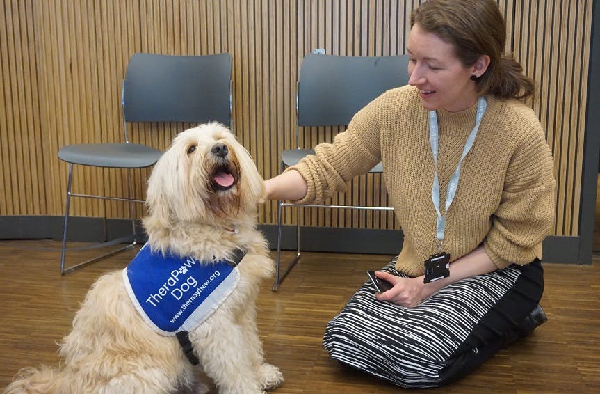 Therapy Dogs Can Reduce Your 'Ruff' Days