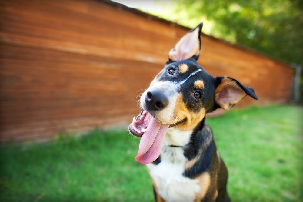 Hypnosis for Dogs? You Might Think We're Barking...