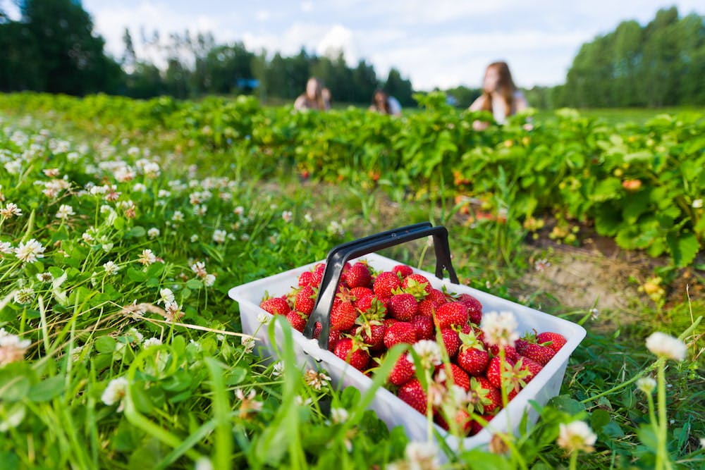 Strawberries May Keep Your Mind Sharp