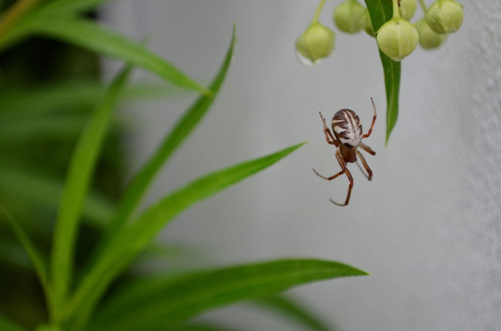 Can Hypnotherapy Help Cure My Extreme Fear of Spiders?