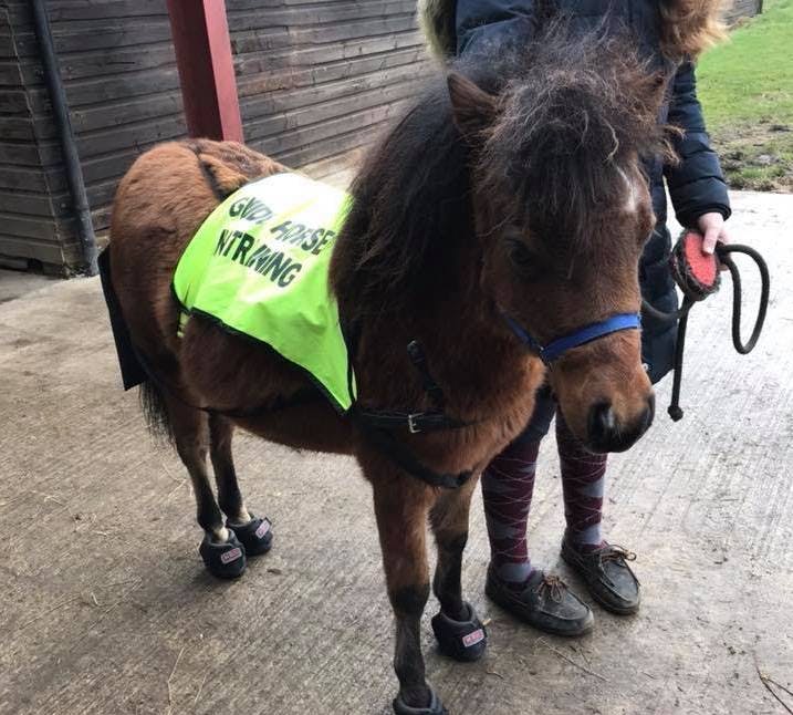 Meet Digby, the UK's First Guide Horse