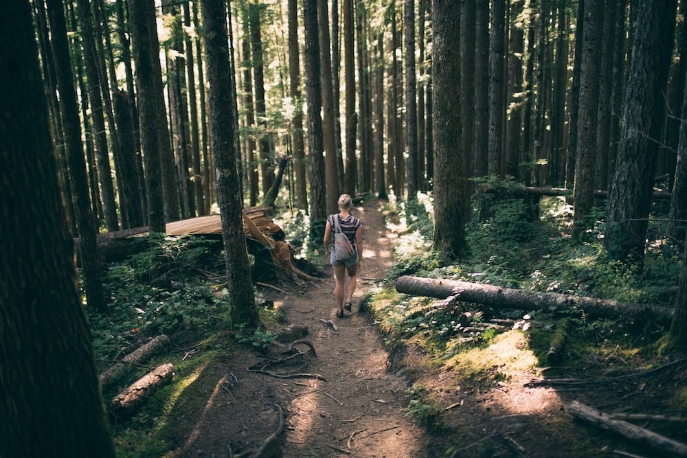 How to go 'Forest Bathing'