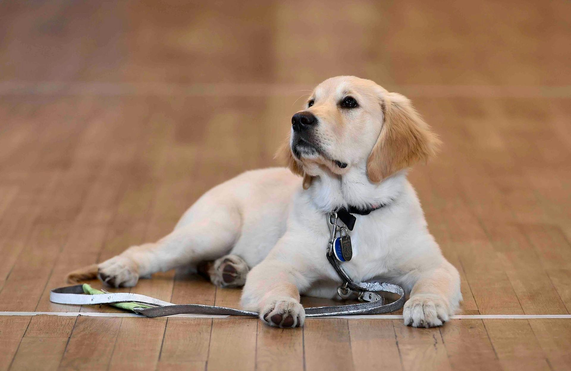 Puppy Power! People’s Postcode Lottery Players Work with Guide Dogs to Fund Litter