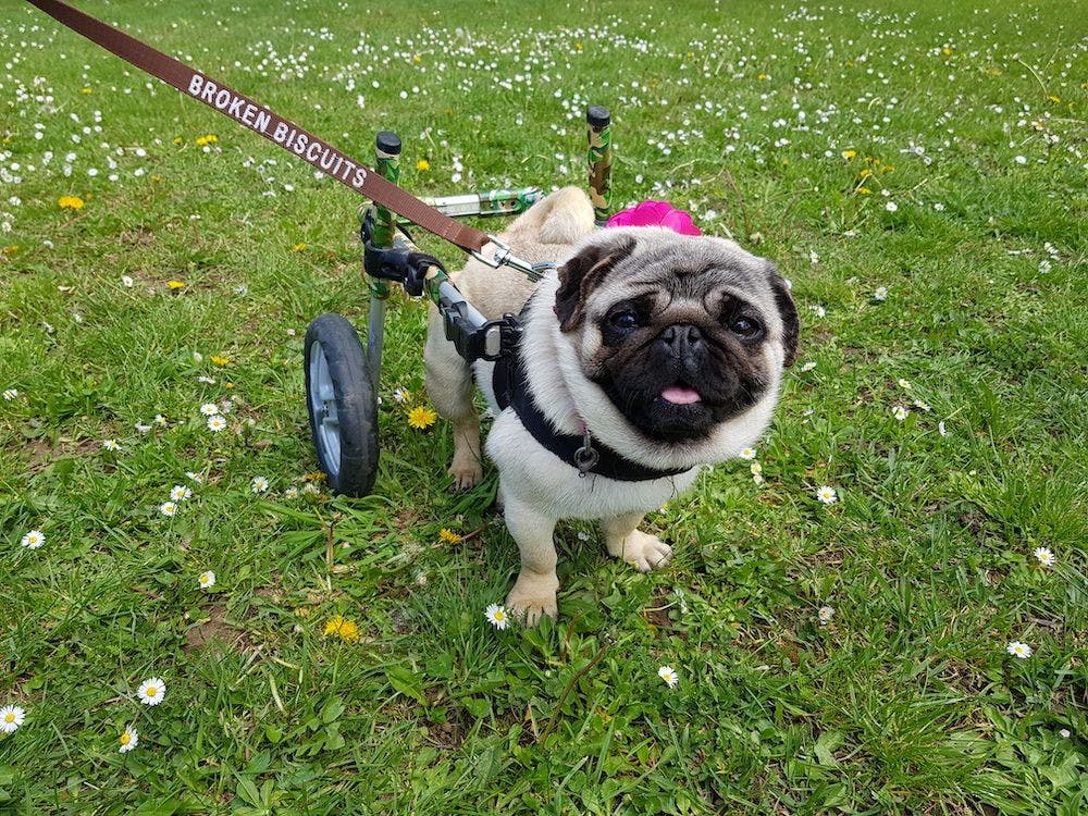 Broken Biscuits: Giving disabled dogs a second chance
