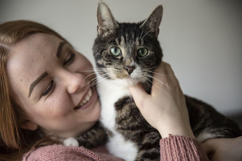 Meet the Hero Cats Brushing Up for the 2019 National Cat Awards