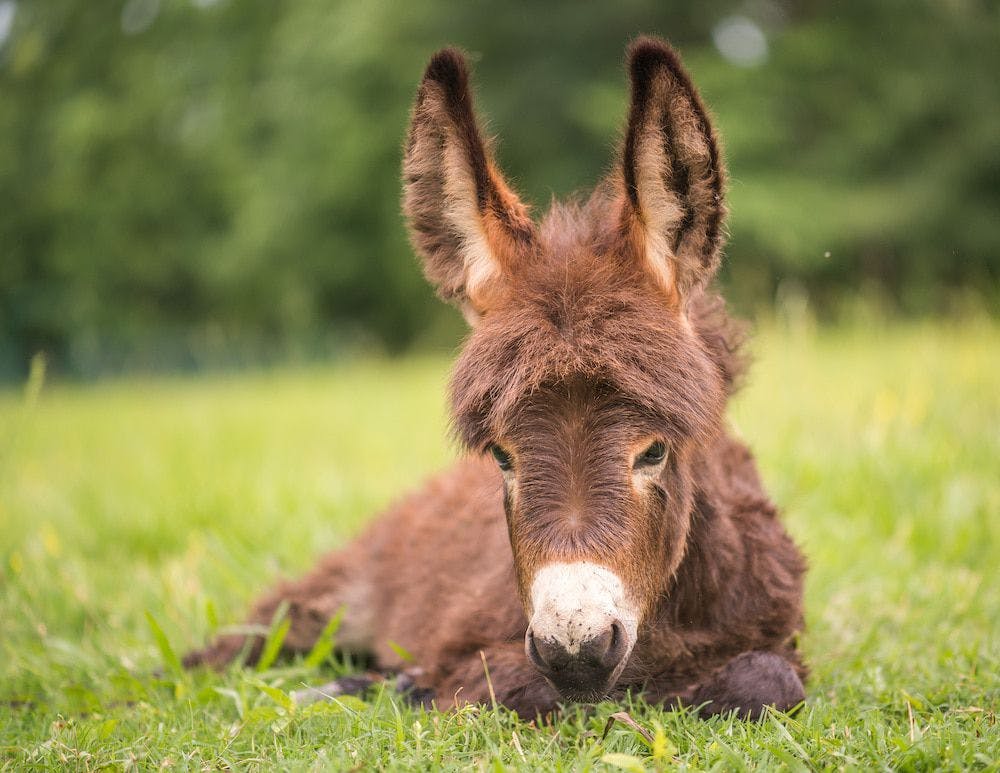 Mini Donks: Changing lives with miniature donkeys