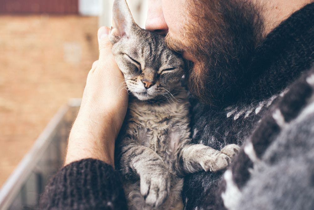 Research finds which cat and dog breeds are best for our mental health