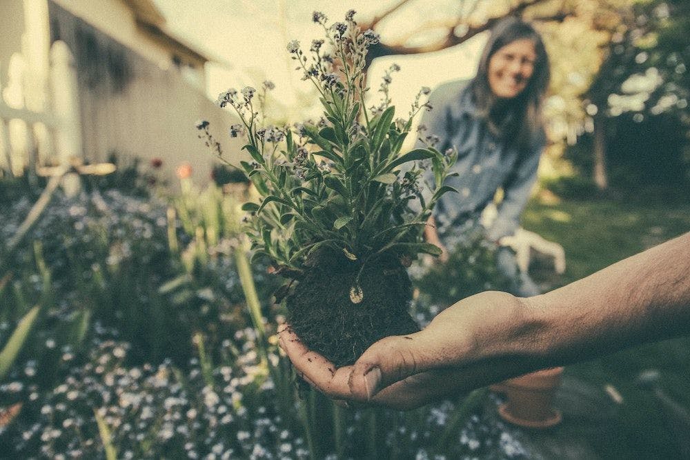 5 easy-to-grow plants with mental health benefits