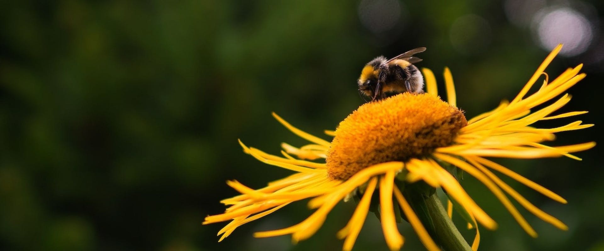 What's the buzz: the benefits of bees on our wellbeing and self-esteem
