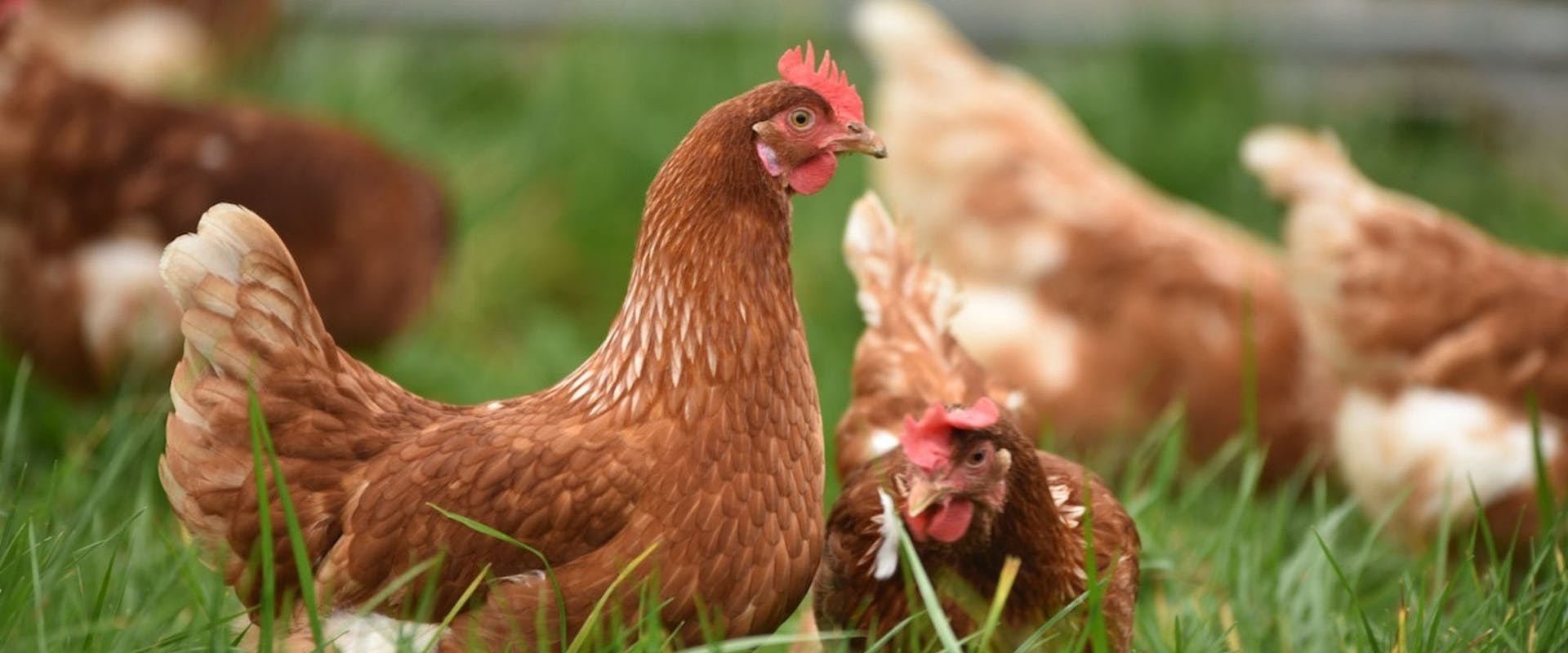 Good eggs: how chickens are changing lives and enhancing wellbeing