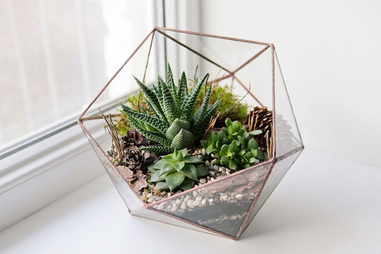 Discover how to create a super succulent bowl with these seven easy steps