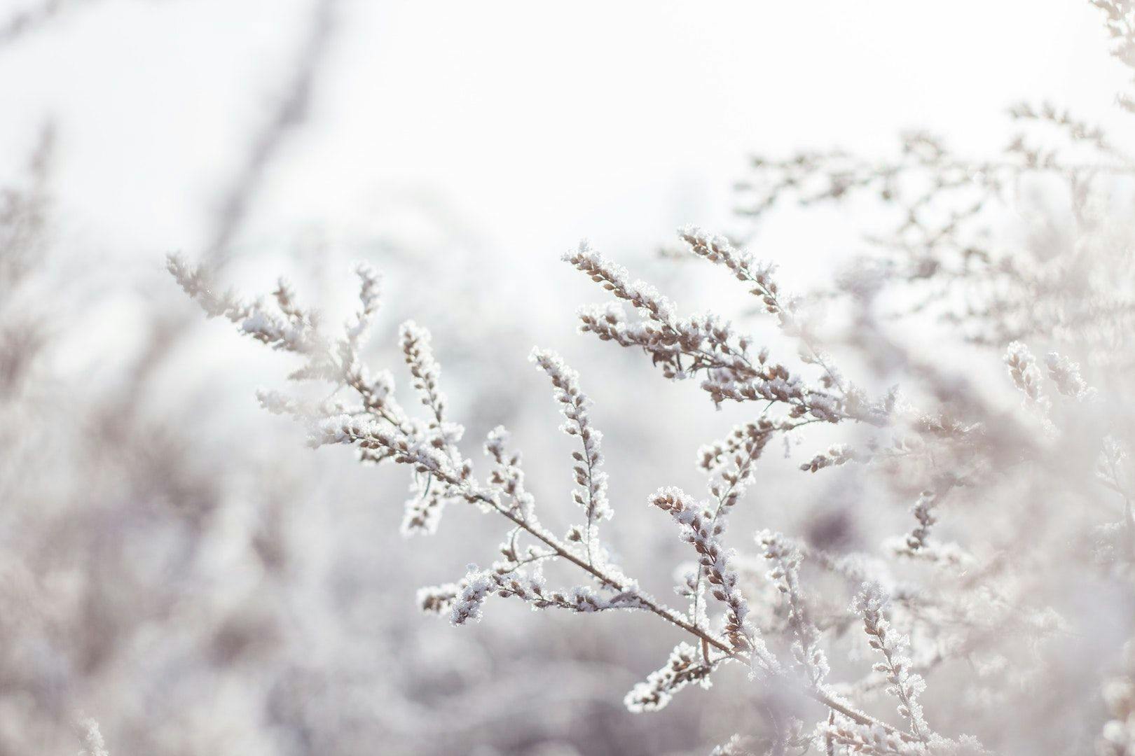 Discover the wellbeing benefits of living seasonally: winter edition