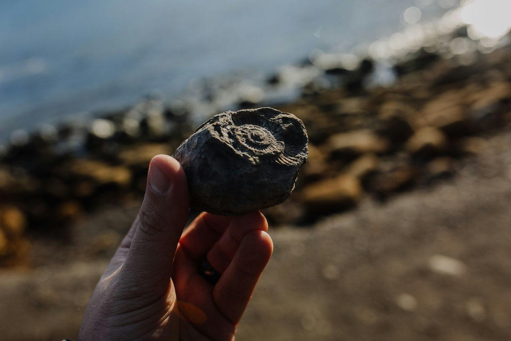 How fossil hunting can help you find your mindful moment