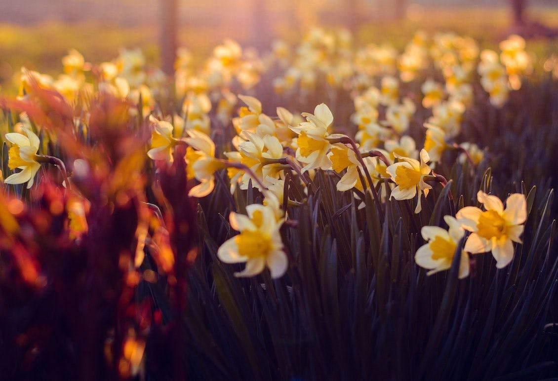 Discover the wellbeing benefits of living seasonally: spring edition