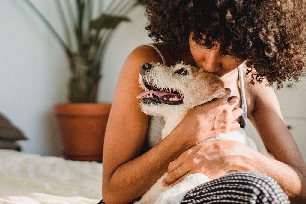 8 myths about pet bereavement