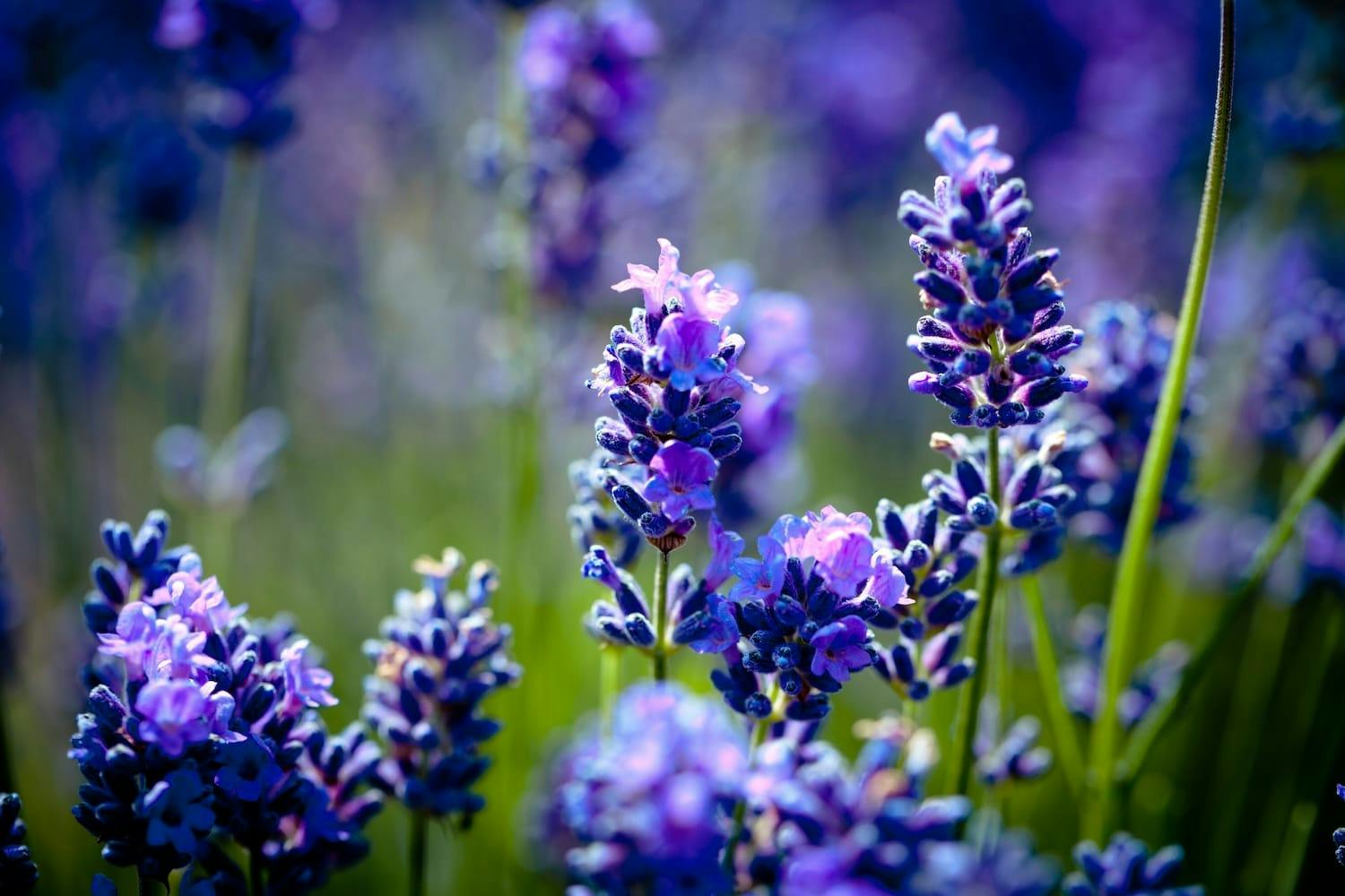Image shows close up of lavender flowers. 