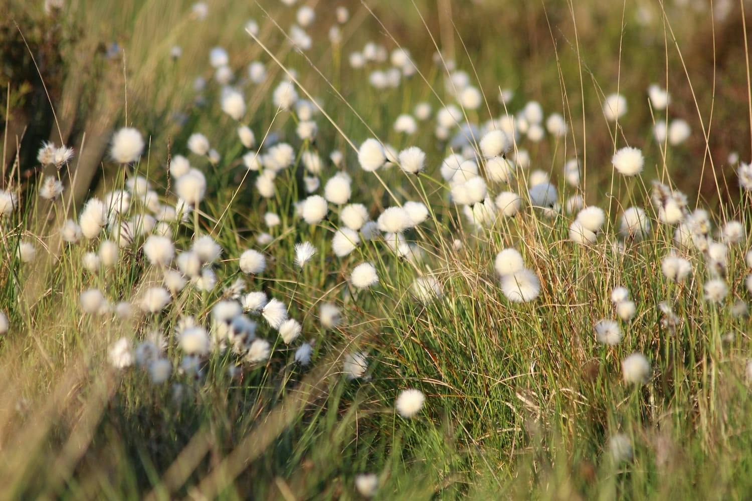 Image shows white flowers among grass.