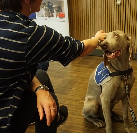 This is photo of Toby being stroked.