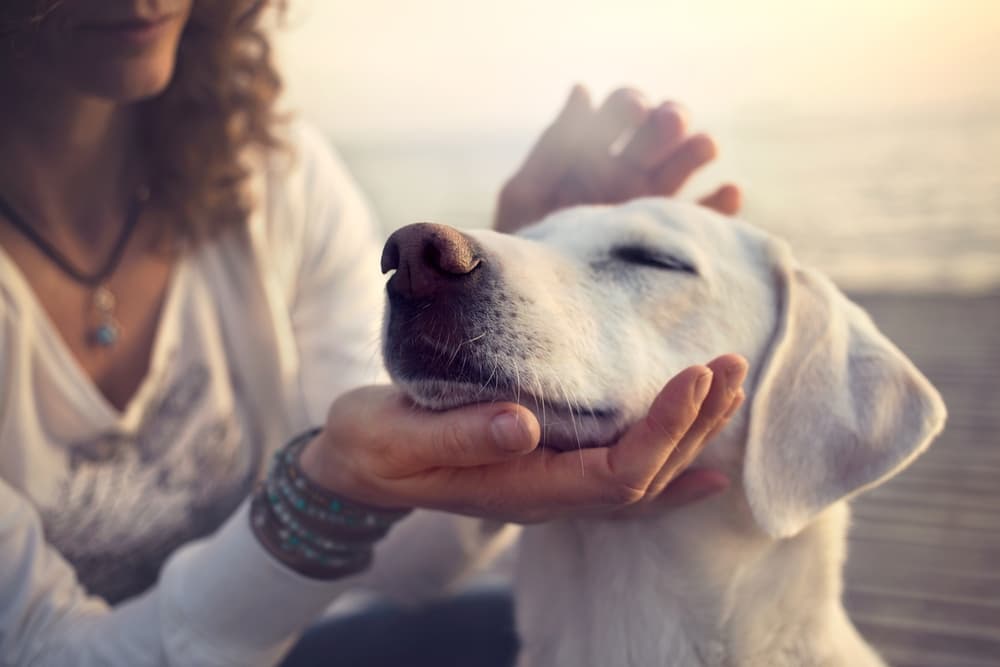 This is a photo of a calm dog