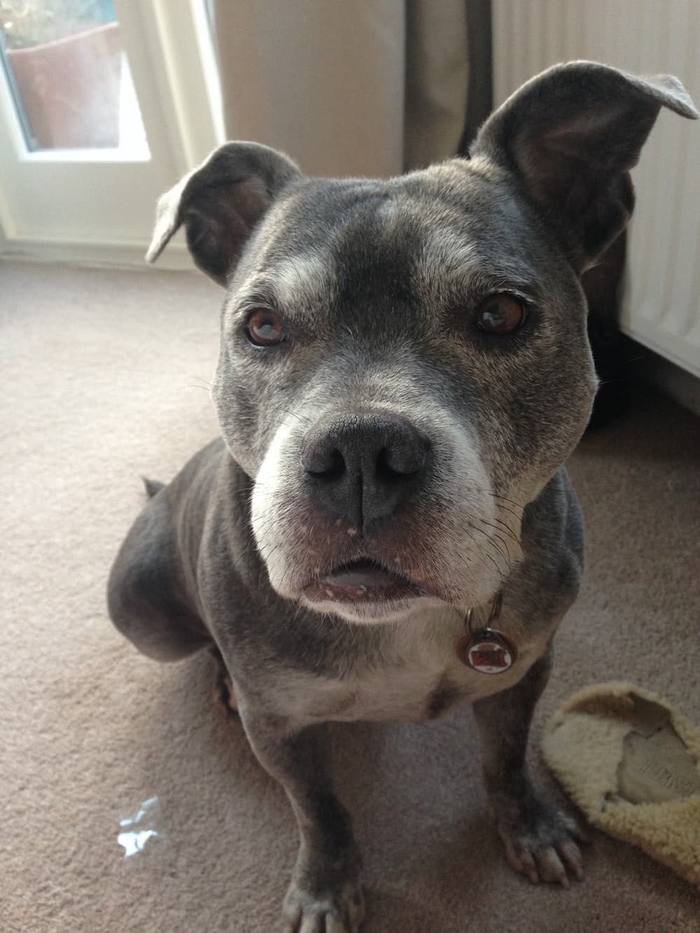 This is a photo of Lola