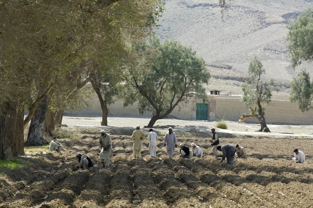 Plant for Peace: Converting Heroin Fields into Sustainable Superfoods