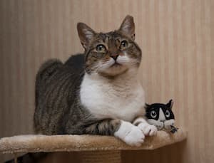 Missy the cat