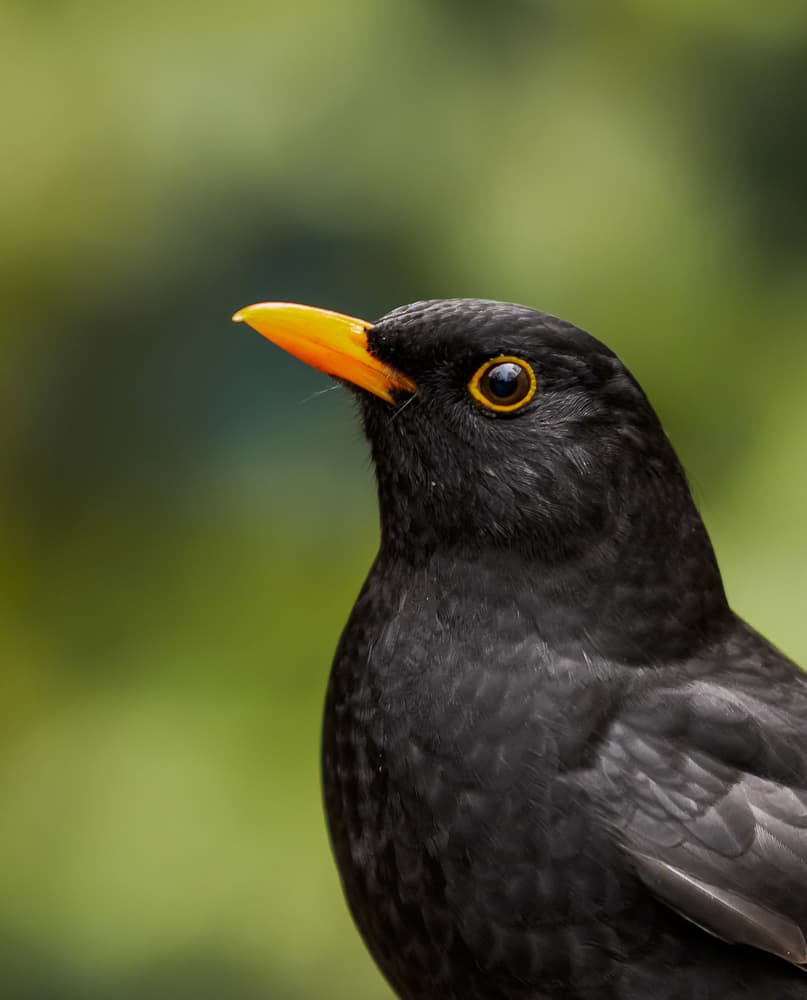 blackbird