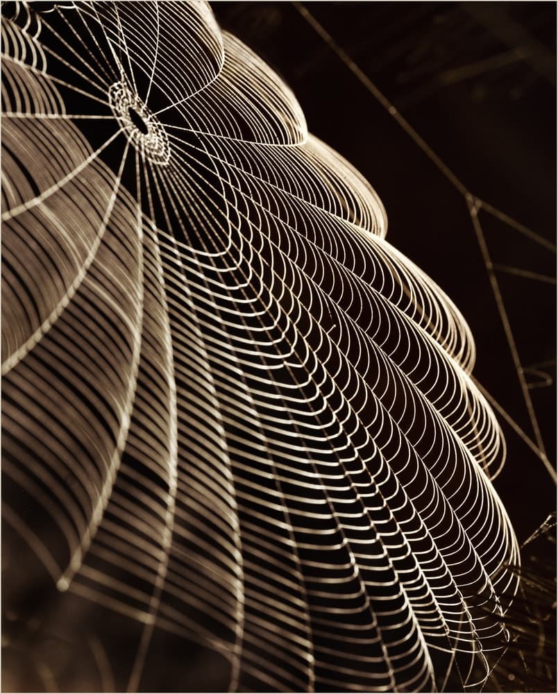 spider web