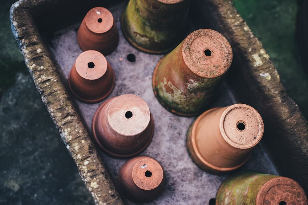 Four Ways Gardening Can Help You Flourish