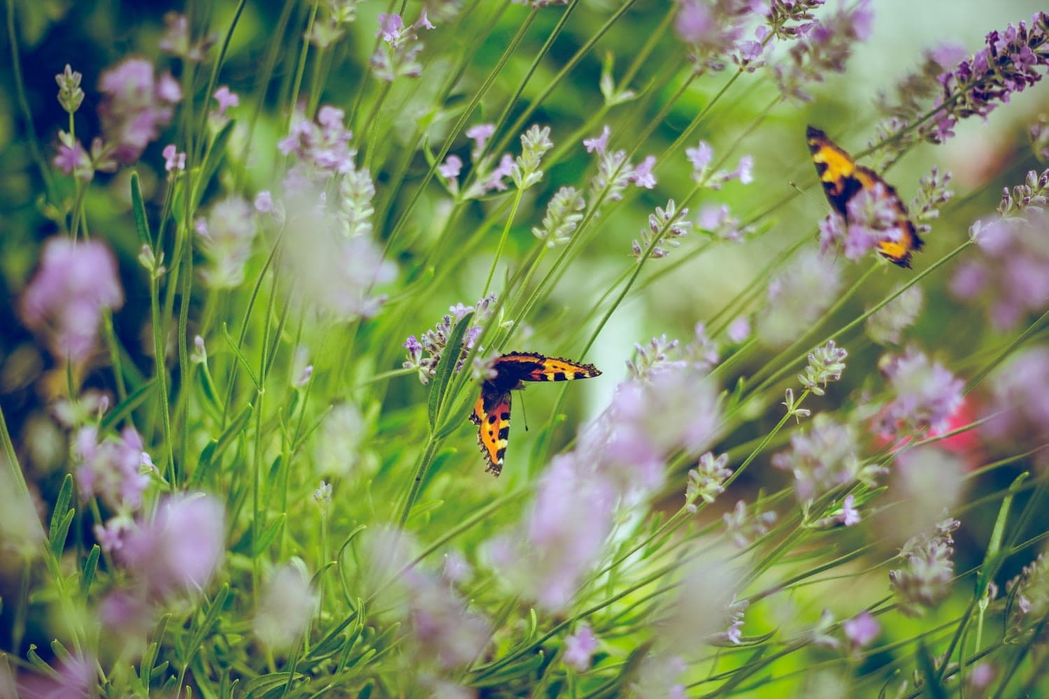Survey Reveals 80% of People Feel Happier After Visiting Gardens