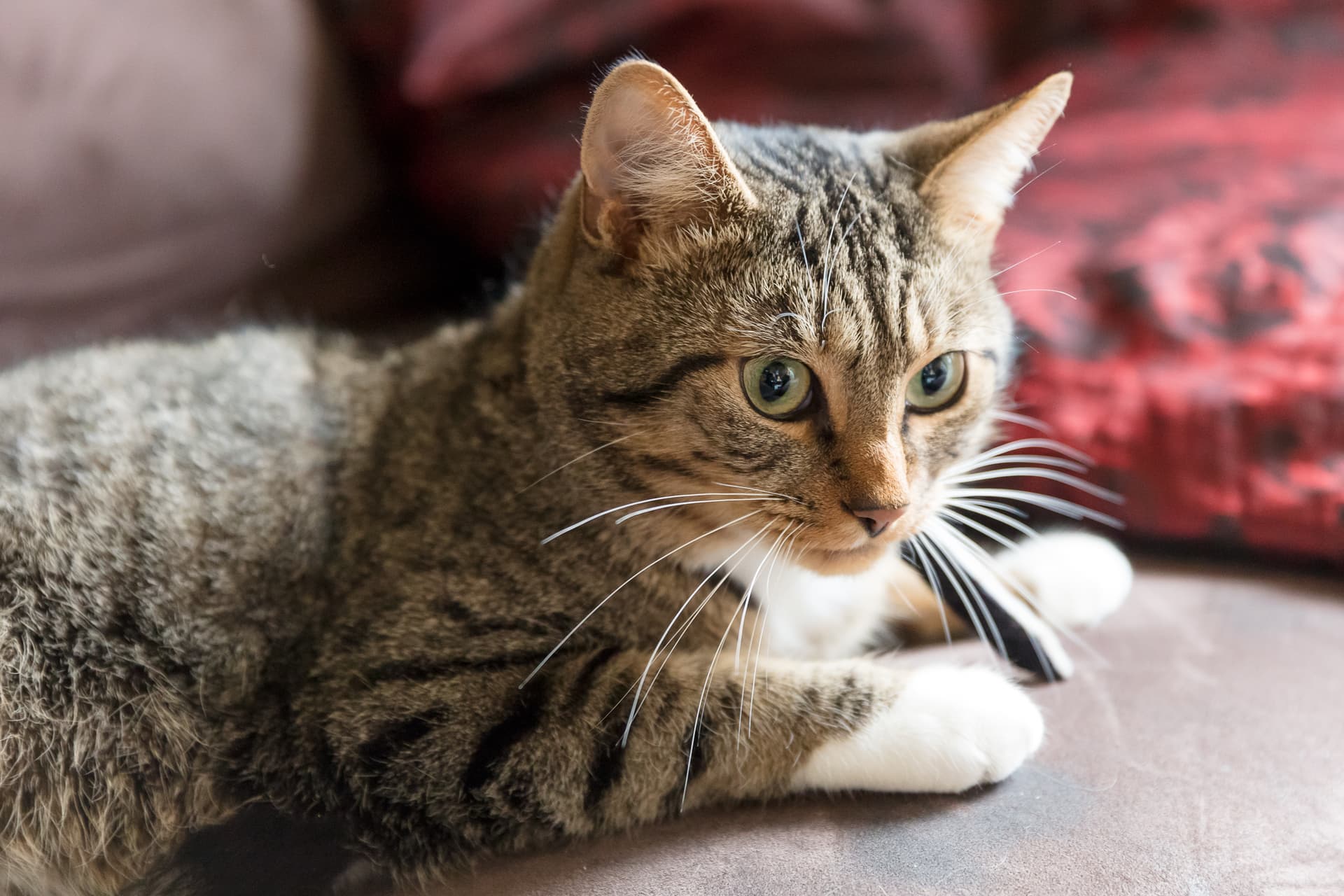 Smudge-4982