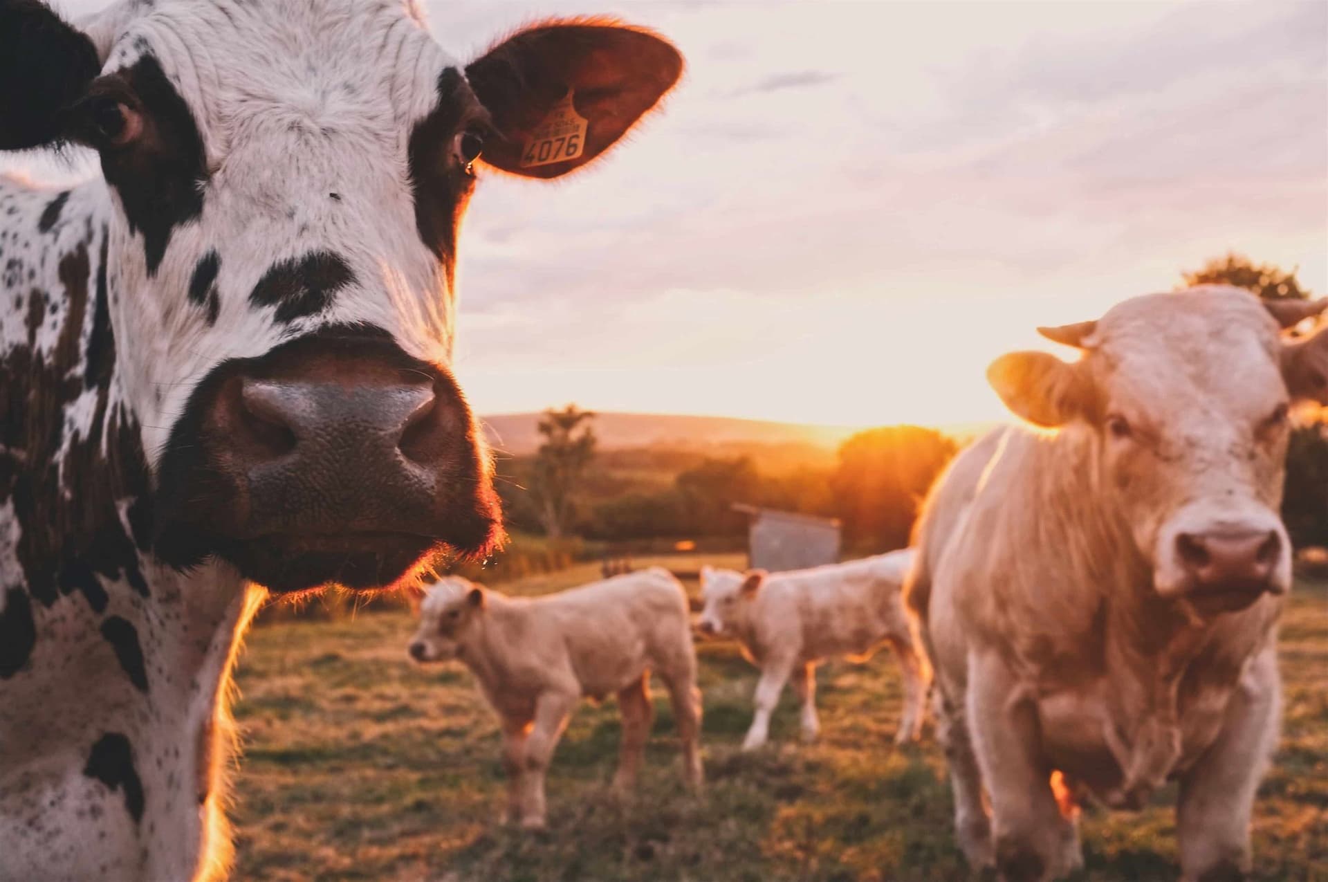 UK Farmers Open Up About Depression and Mental Health