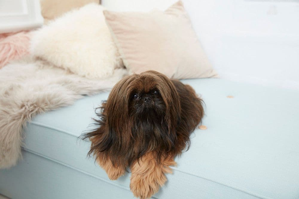 Emily's dog Ray