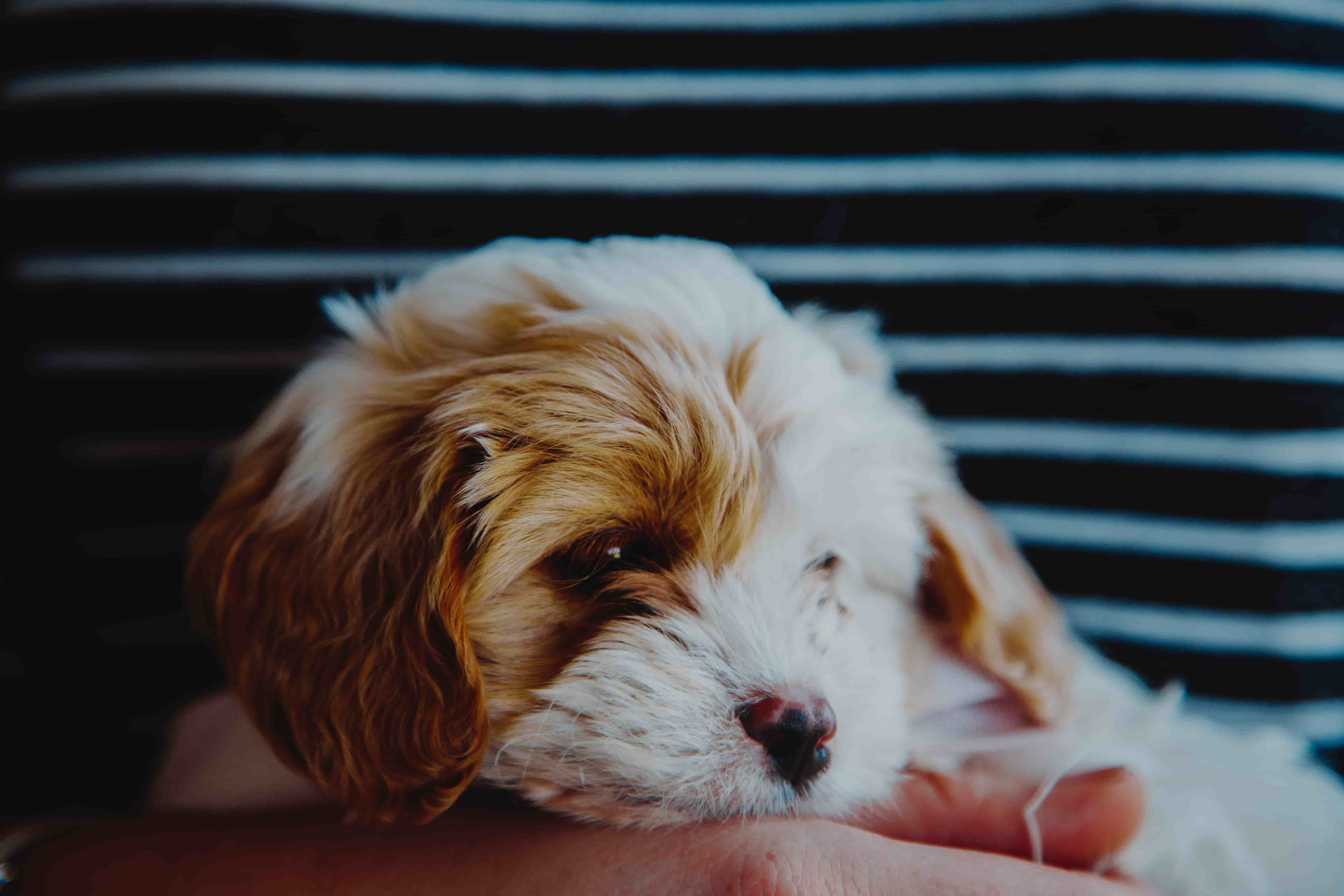 New Government Bill Increases Maximum Sentence for Animal Cruelty