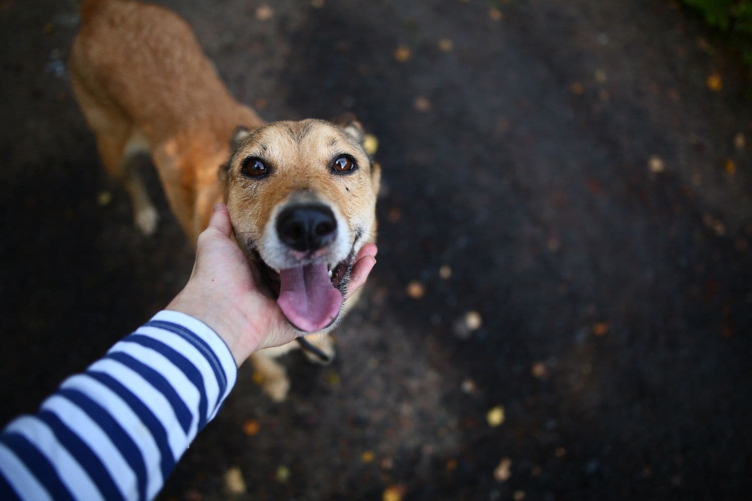 Owning a Pet is Beneficial for the Mental Health of UK Workers