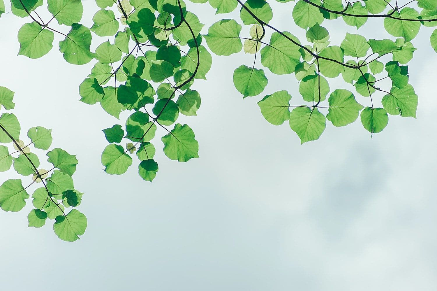 Thriving with nature: new guide connects the dots between nature and mental wellness