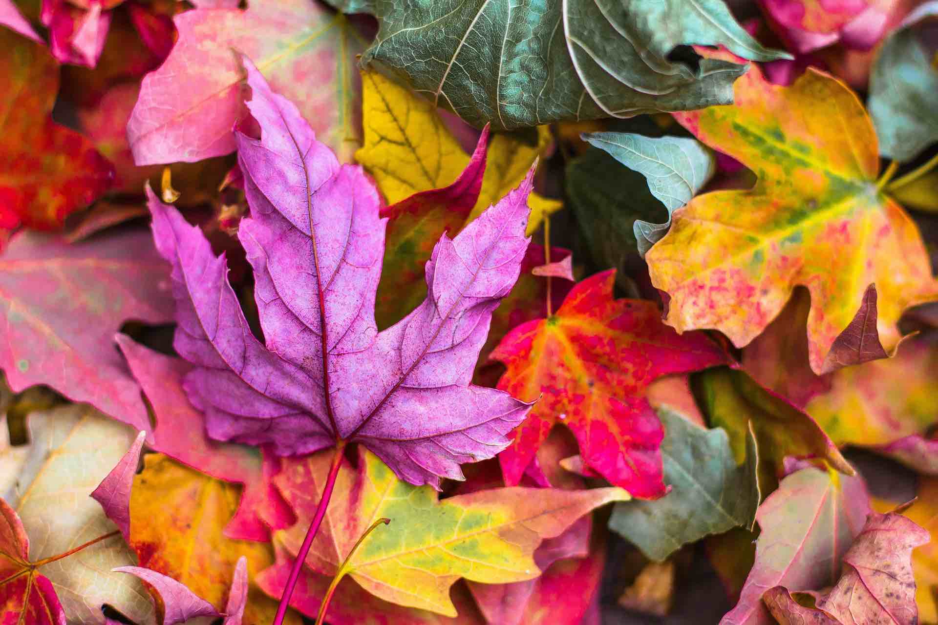 Live life well in September... Join us at the festival!
