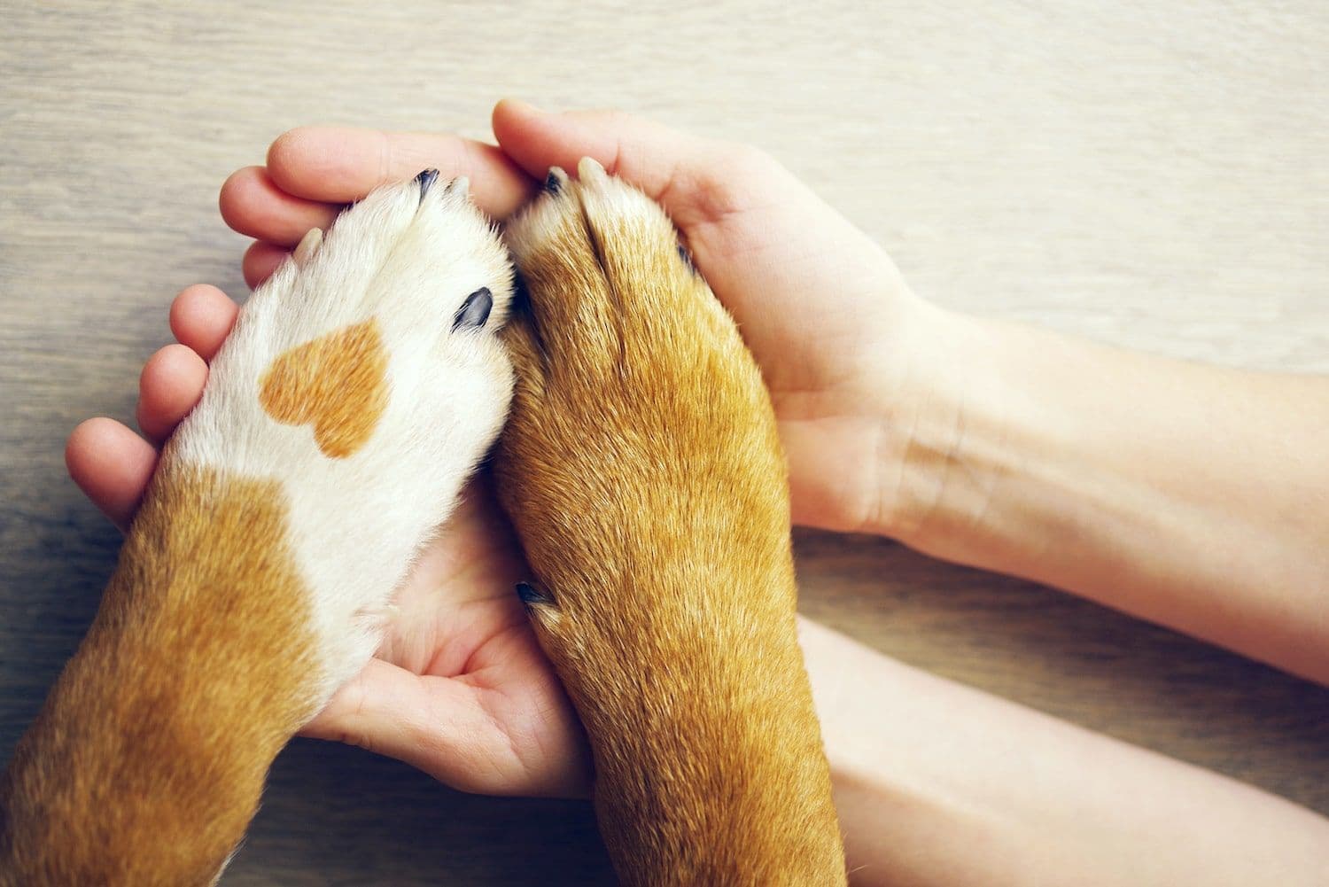 To all the pets who’ve helped us cope, thank you