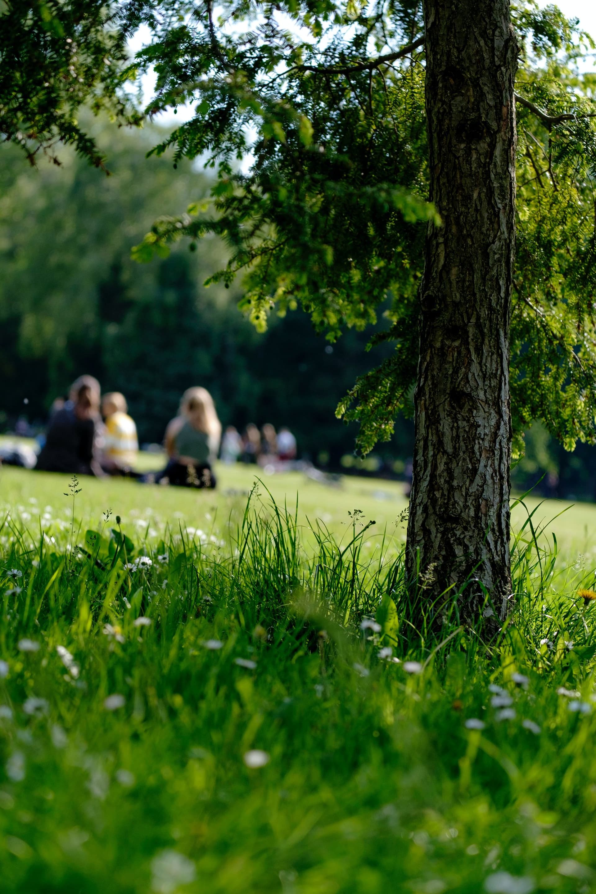 Green social prescribing connects isolated individuals through nature