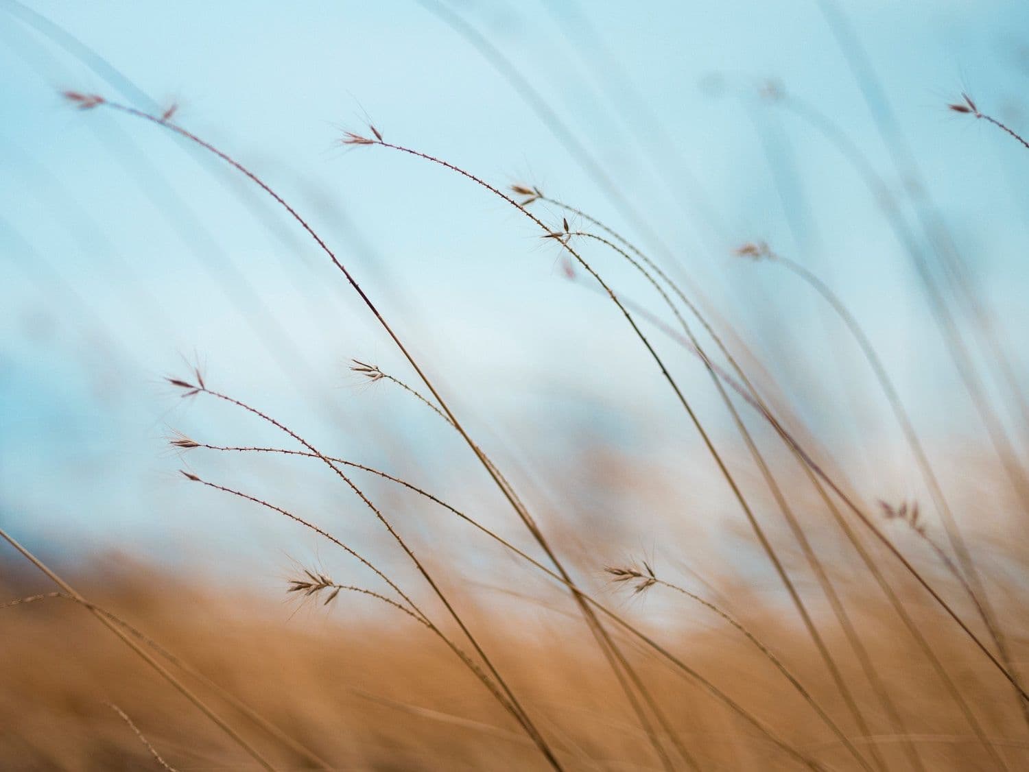 Grass blowing in the wind.