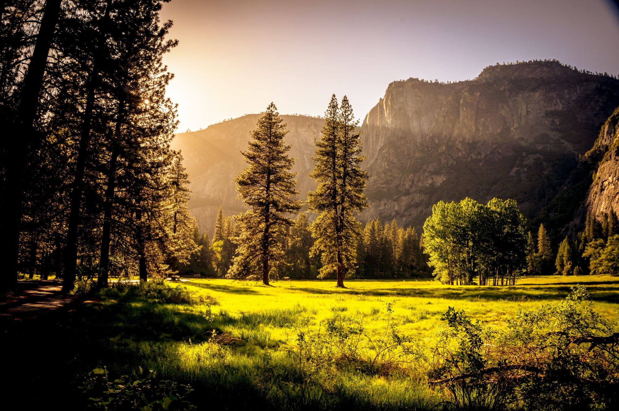 4 ways that you can help contribute towards reforestation and why it matters
