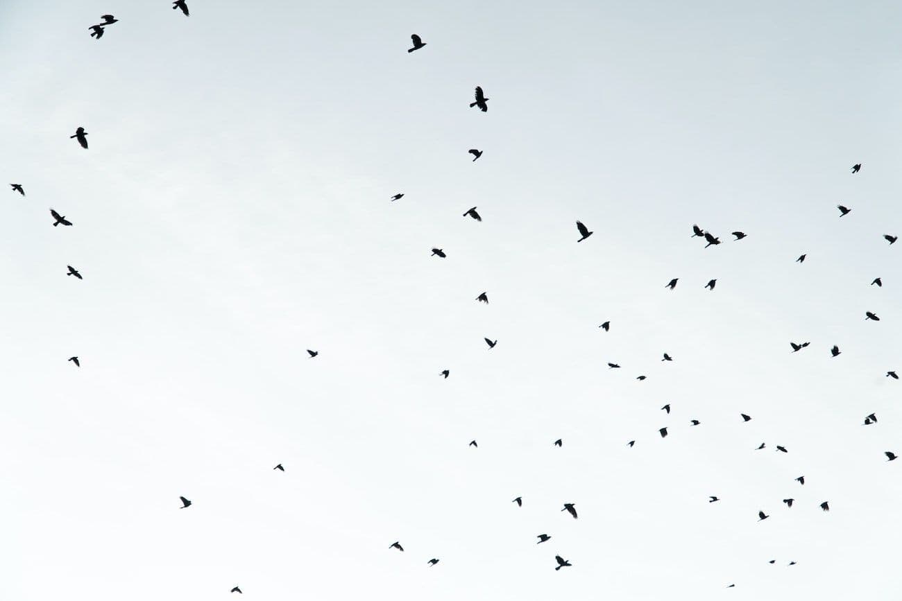 Flock of birds