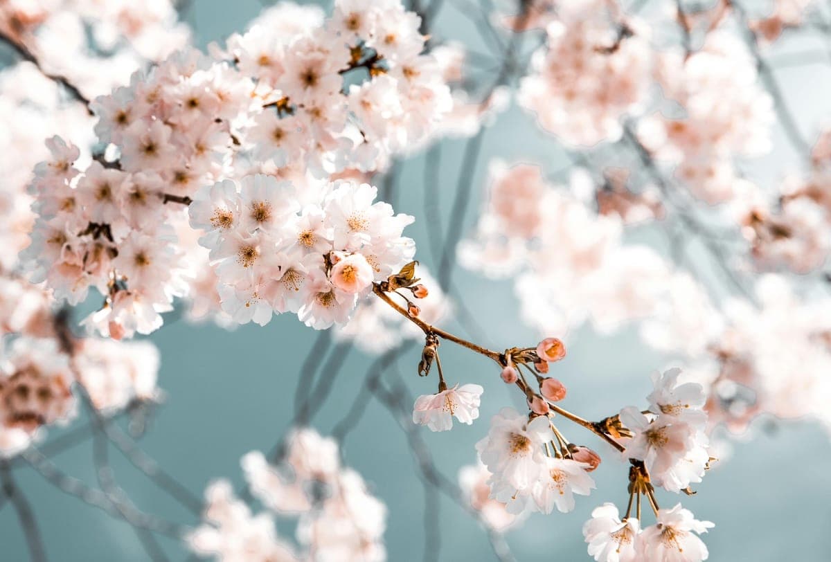 Oubaitori: The Japanese idiom reminding us to stop comparing ourselves