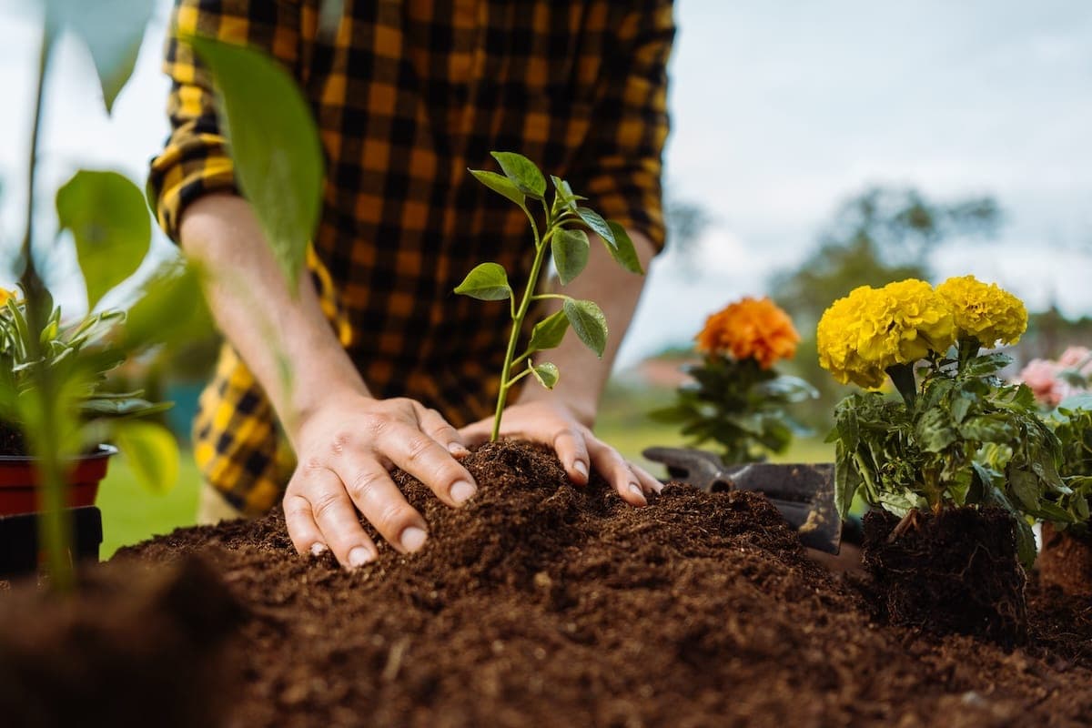 How to nurture and protect your garden, without relying on pesticides