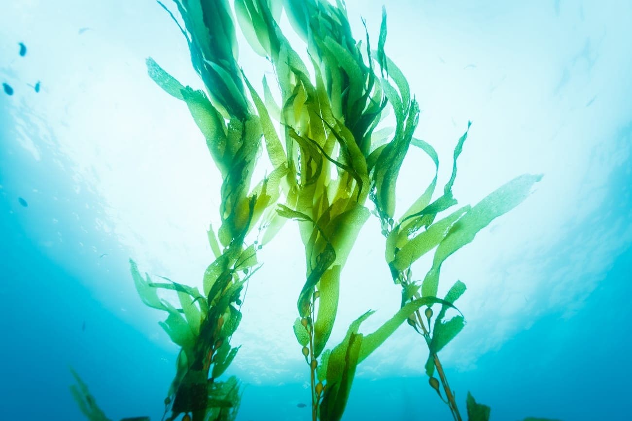 Exploring the benefits of seaweed – and how to eat it